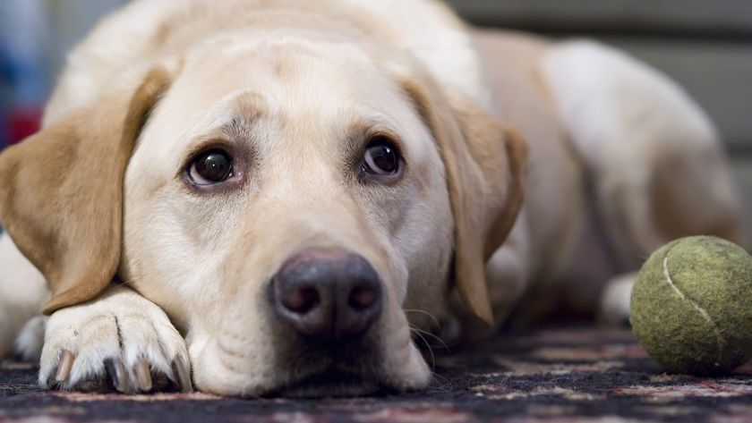 Labrador tumbado