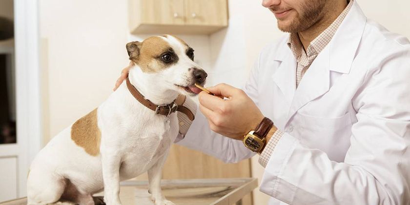 Desparasitación de perros