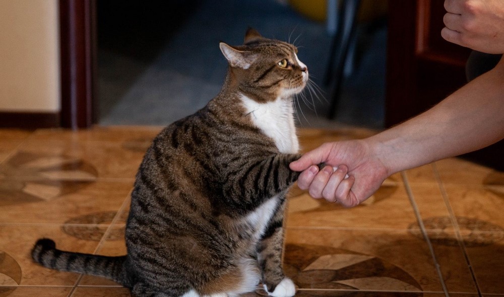 El gato y la mano humana