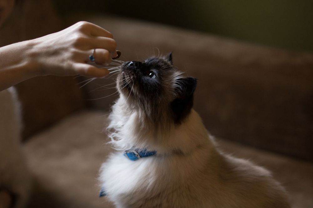 Comida para gatos en manos y el gato