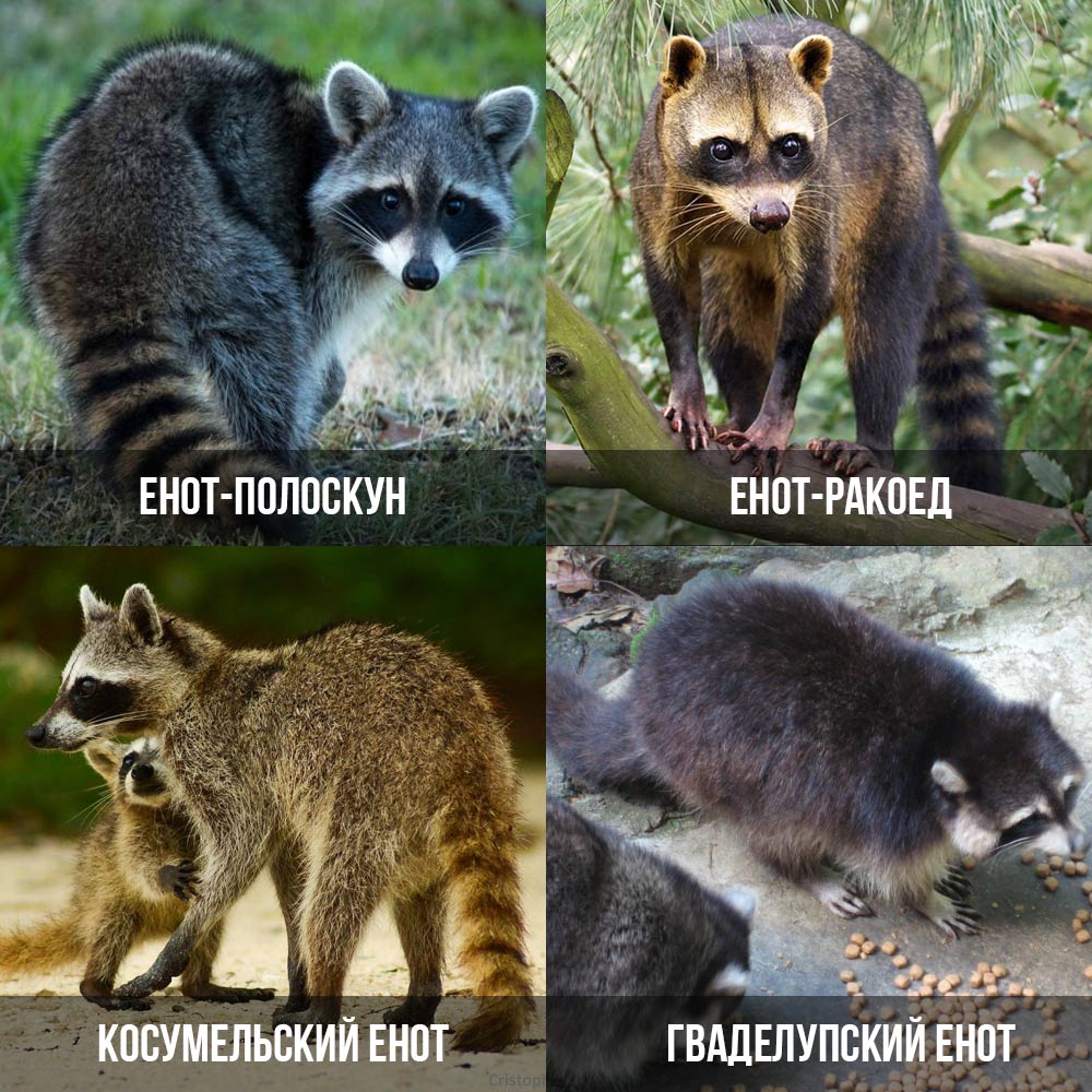 variedades de mapaches