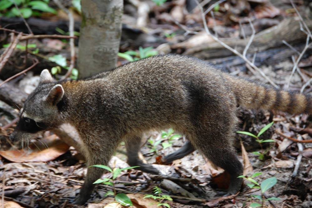 Mapache cangrejero
