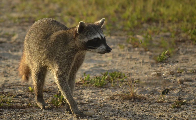 Mapache de Cozumel