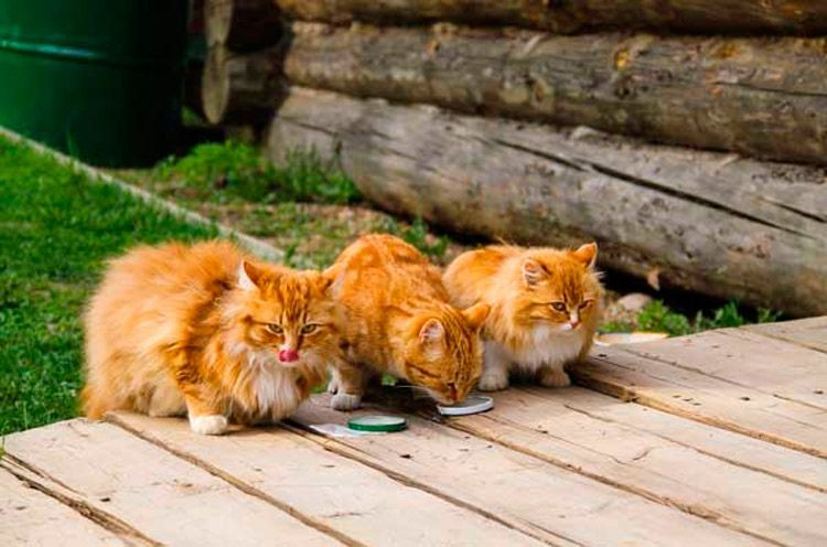 Tres gatos pelirrojos comen