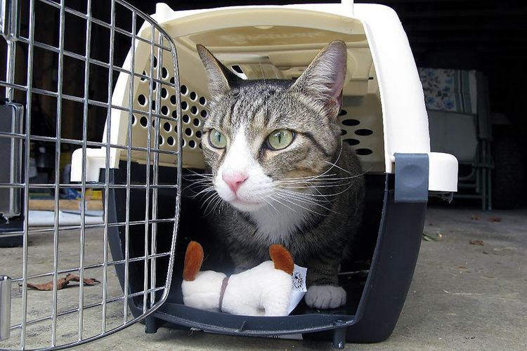 Gato en transportín