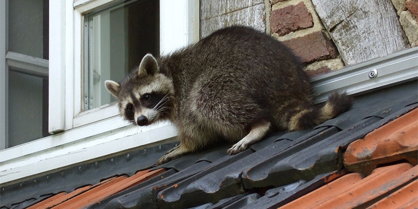 Waschbär auf dem Dach