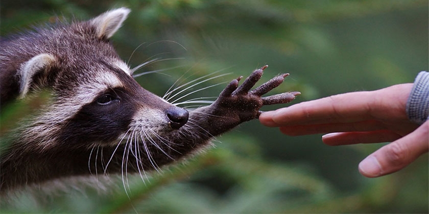 Waschbär und Mensch