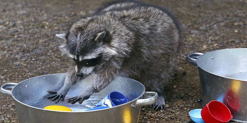Waschbär wäscht