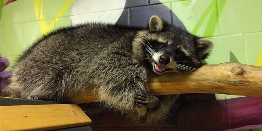 Waschbär auf dem Regal