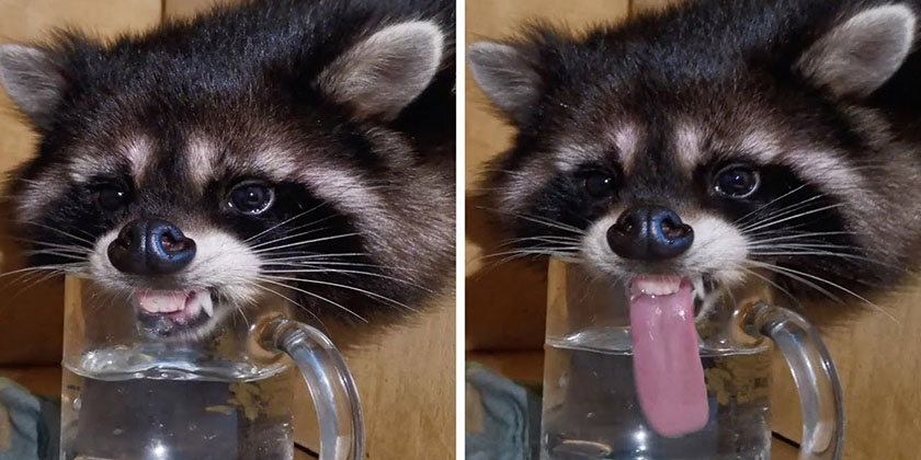 Ein Waschbär trinkt aus einem Glas