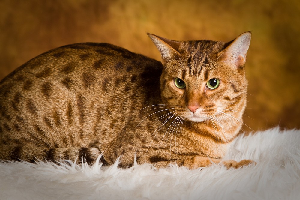 Gato moteado