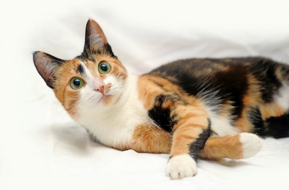Gato tricolor
