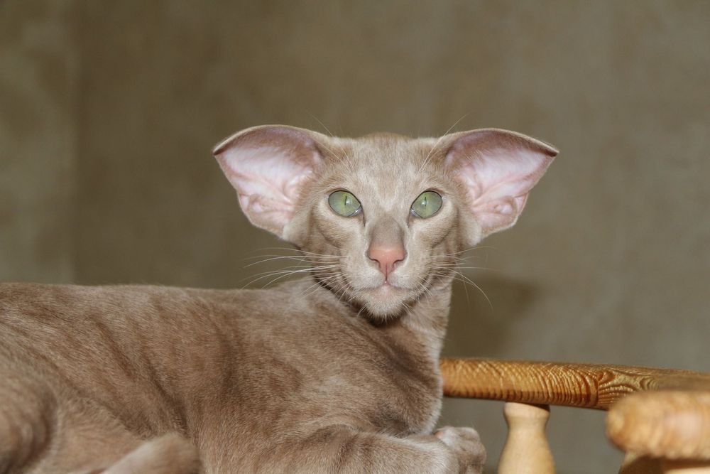 Gato de raza Oriental