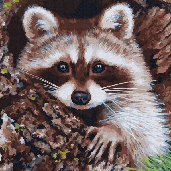 kak-narisovat-enota-6-5 Dibujo de mapache asomándose
