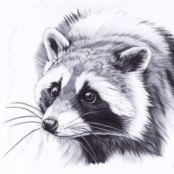 kak-narisovat-enota-6-9 Dibujo de mapache a lápiz