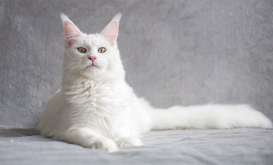 Cómo llamar a un gato perfectamente blanco