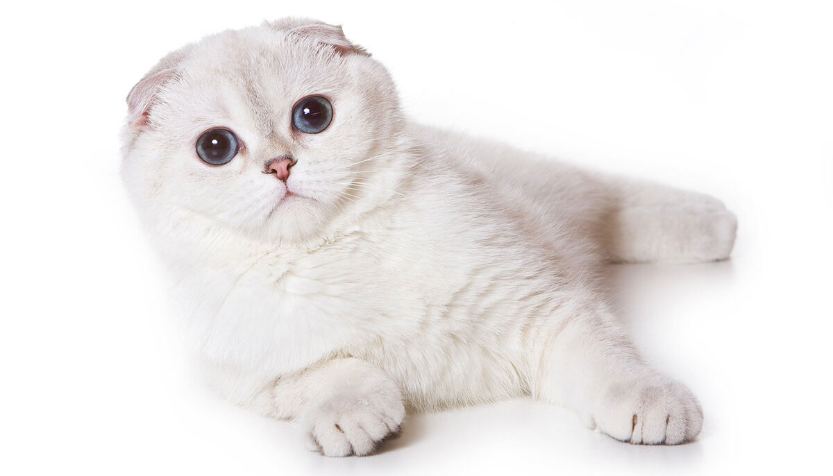 Gato blanco de orejas caídas