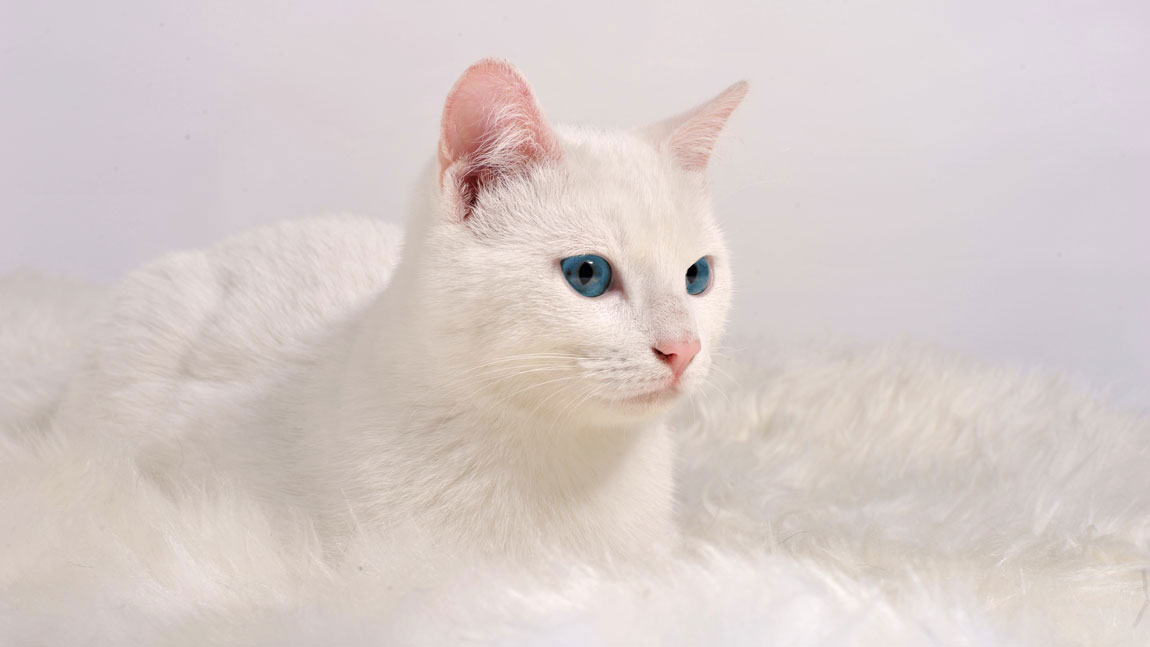 Ideas de apodos para gatos blancos