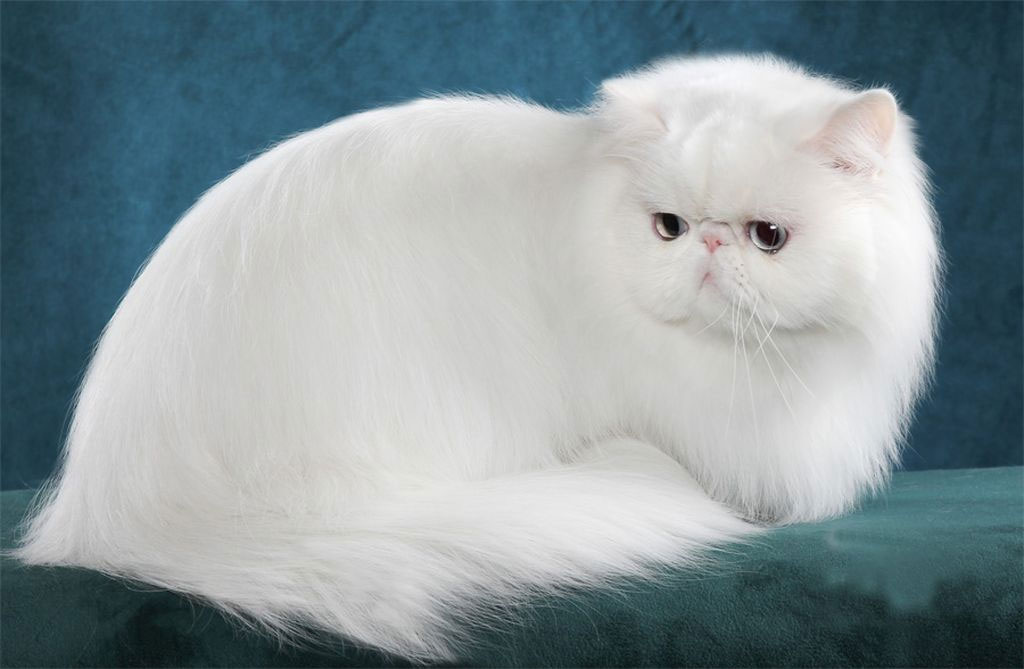 Nombres para gatas blancas y peludas