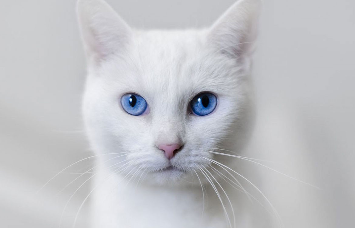 Cómo llamar a un gato o gata blanca con ojos azules