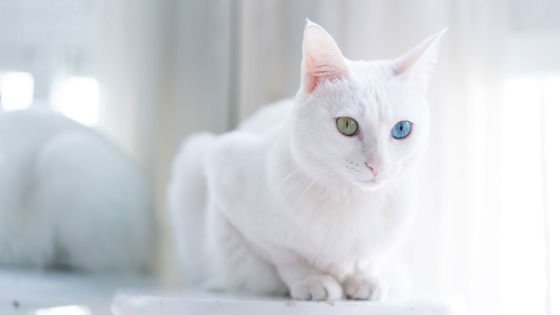 Cómo llamar a un gato blanco con ojos verdes