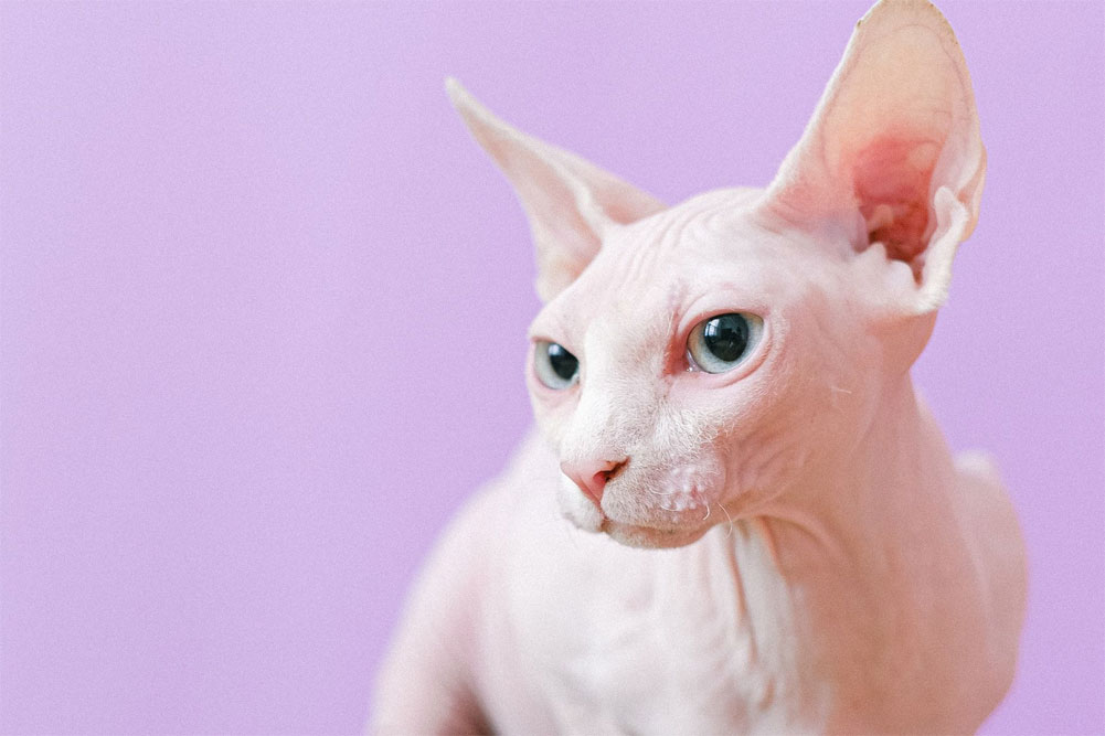 Cómo llamar a un gato esfinge blanco - nombres originales
