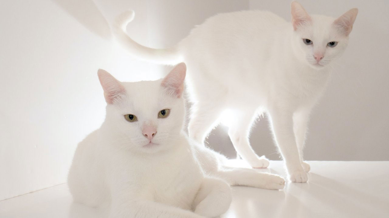 Nombres interesantes para gatos blancos y gatas blancas