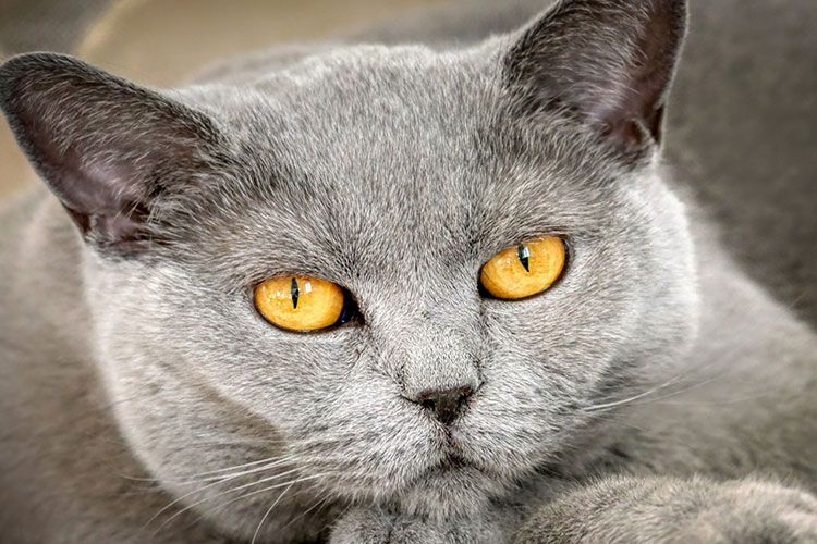 Gato gris con ojos ámbar