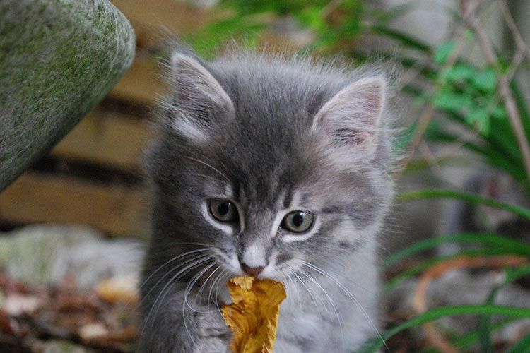 Gatito gris esponjoso