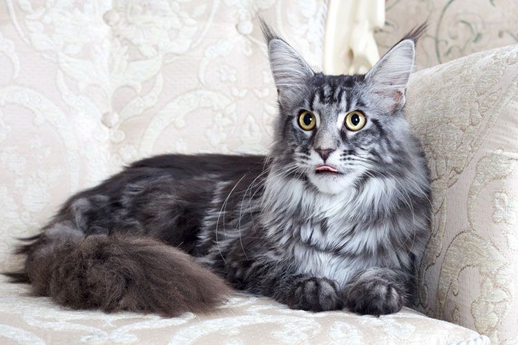 Gata gris esponjosa
