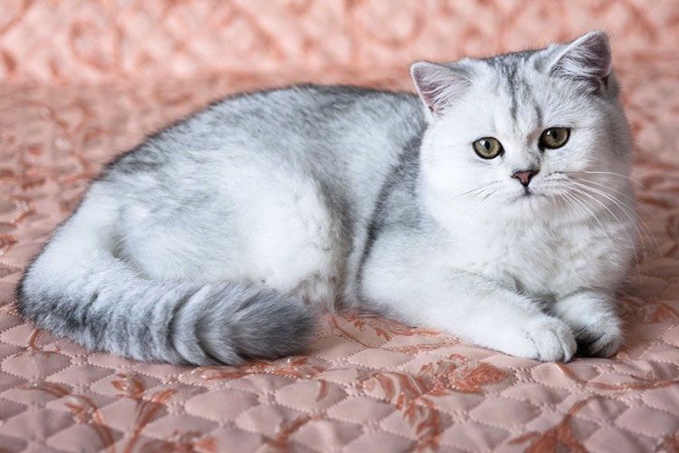Gata gris plateada