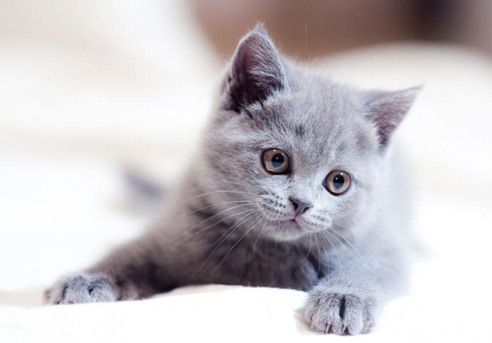 Nombres bonitos para gatitas grises