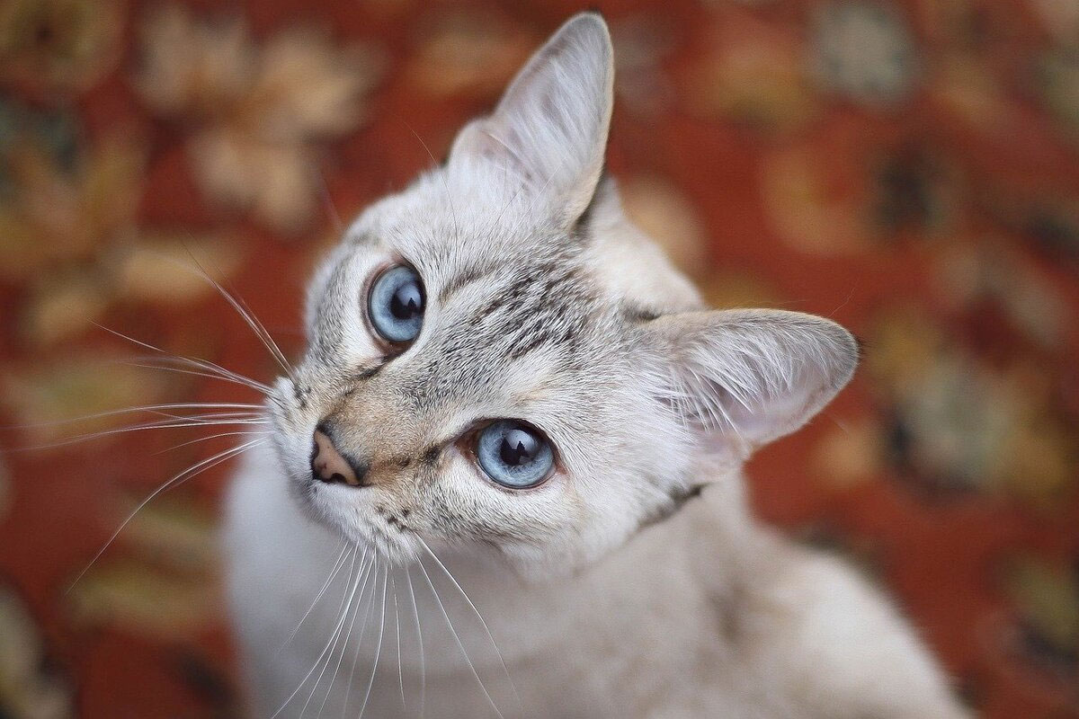 Nombres para gatas grises con ojos azules