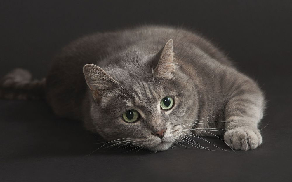Nombres para gatas grises con ojos verdes
