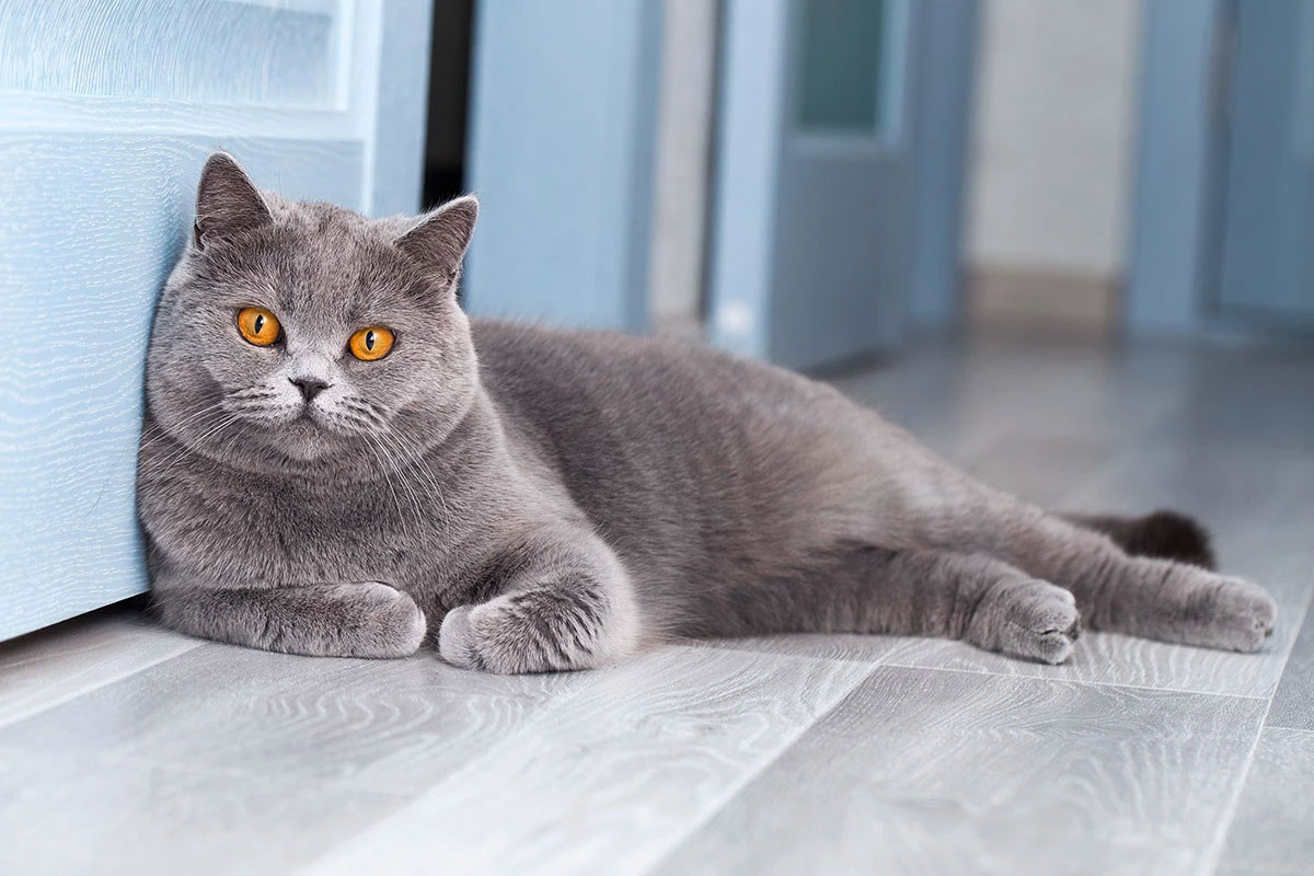 Nombres para gatas grises con ojos naranja