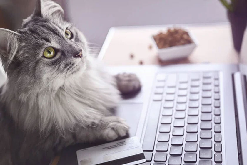 Nombres creativos para gatas grises