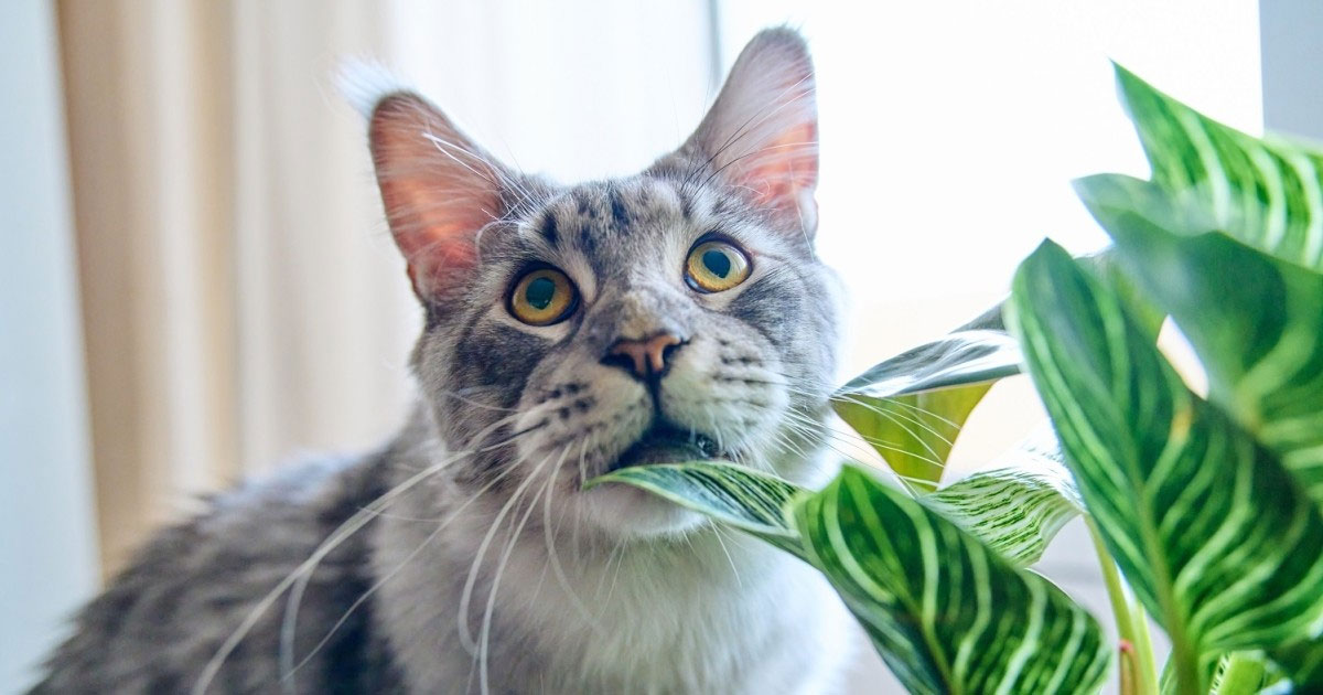 Qué plantas de interior son tóxicas para los gatos