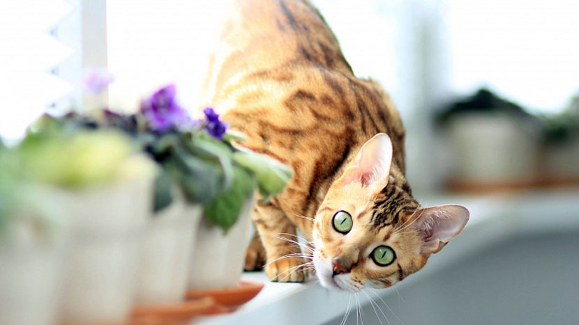 Gato en el alféizar