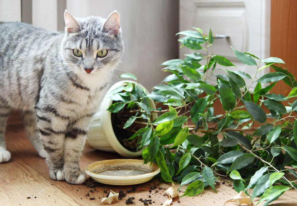 El gato ha volcado la maceta