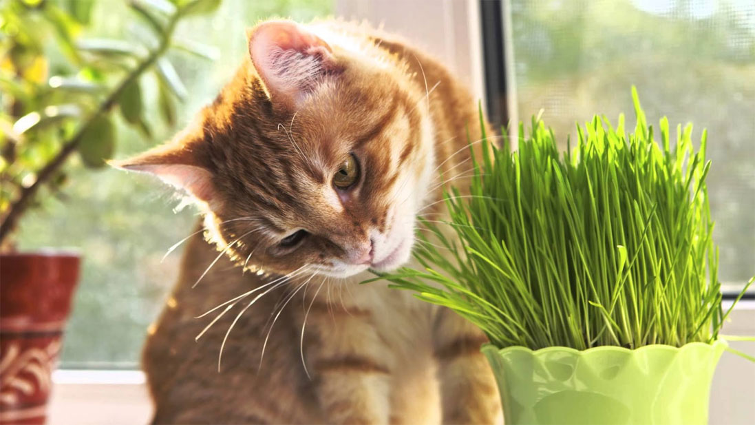 Hierba para gato