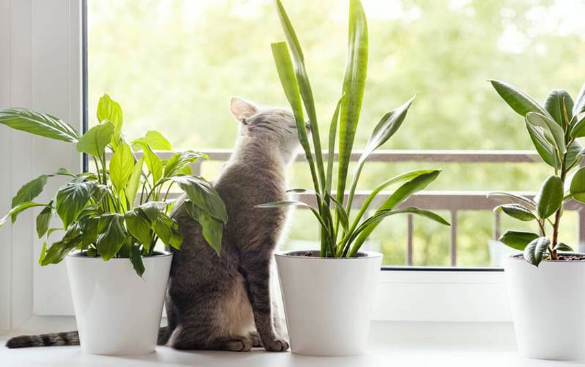 cómo evitar que el gato se meta en las macetas