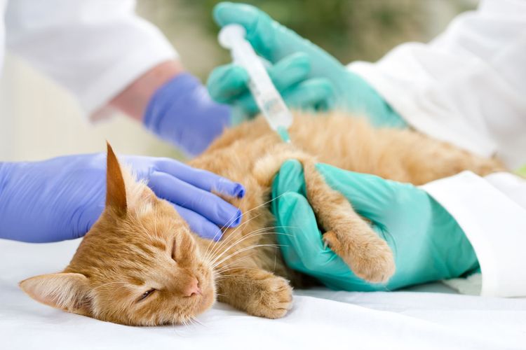 Se administra una inyección intramuscular al gato