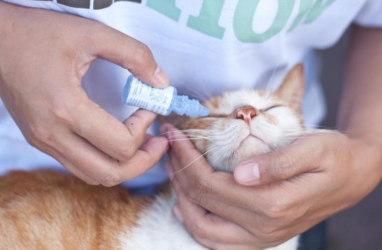 Administración de gotas oculares a un gato