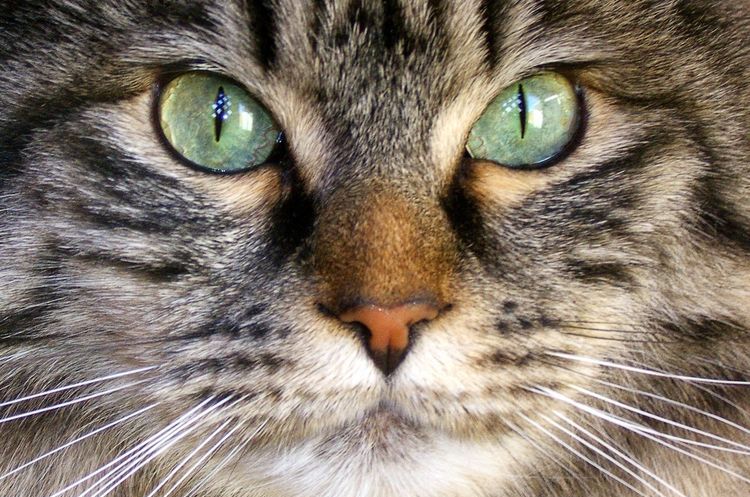 Gato de ojos verdes