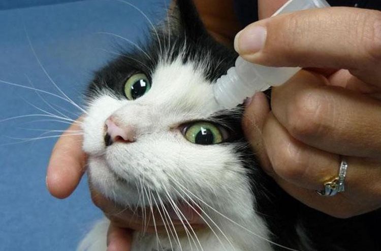 Se instilan gotas en los ojos del gato.