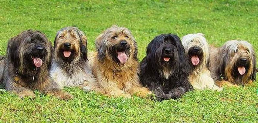 Color de los perros de raza Pastor catalán