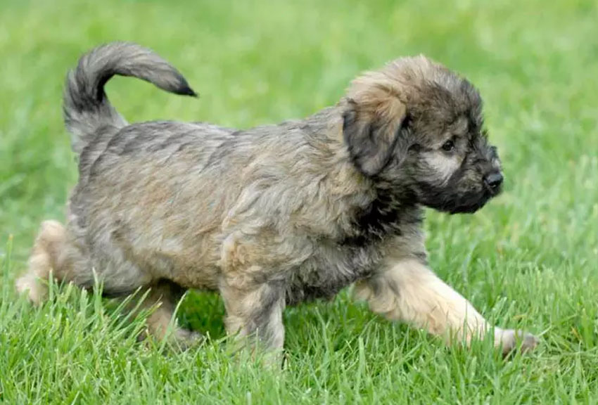 Cachorro de pastor catalán