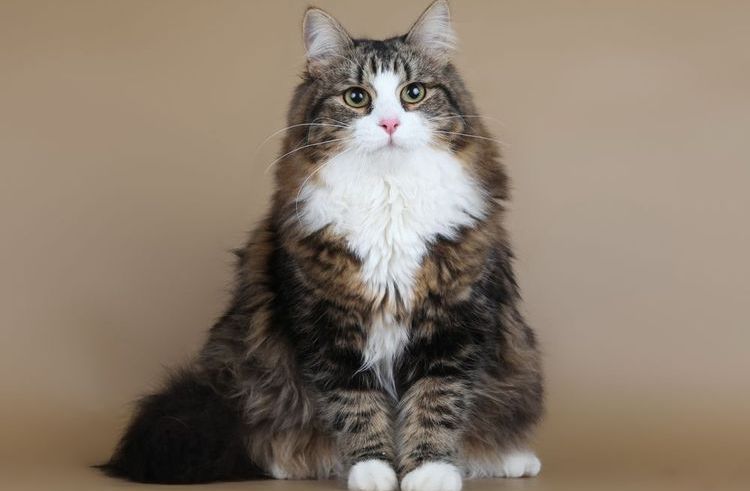 Gato peludo