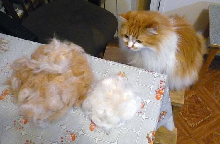 Corte de nudos en un gato con cortanudos