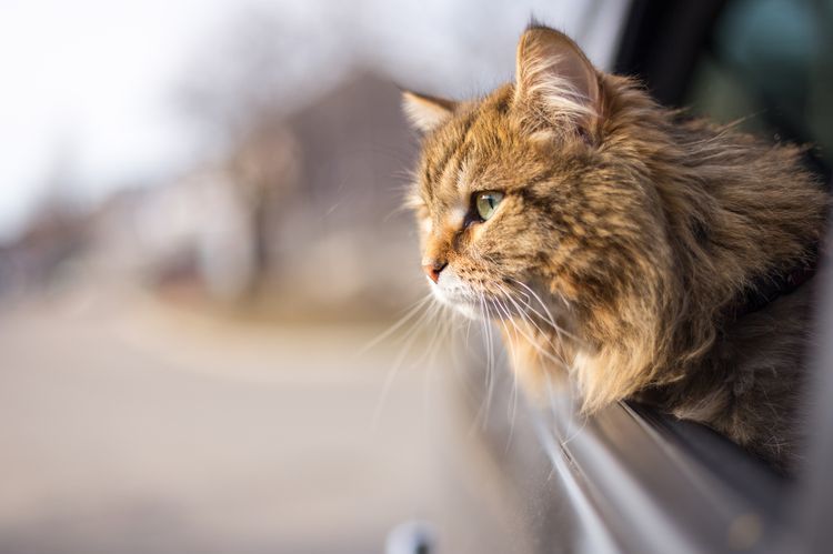 Gato peludo en el coche